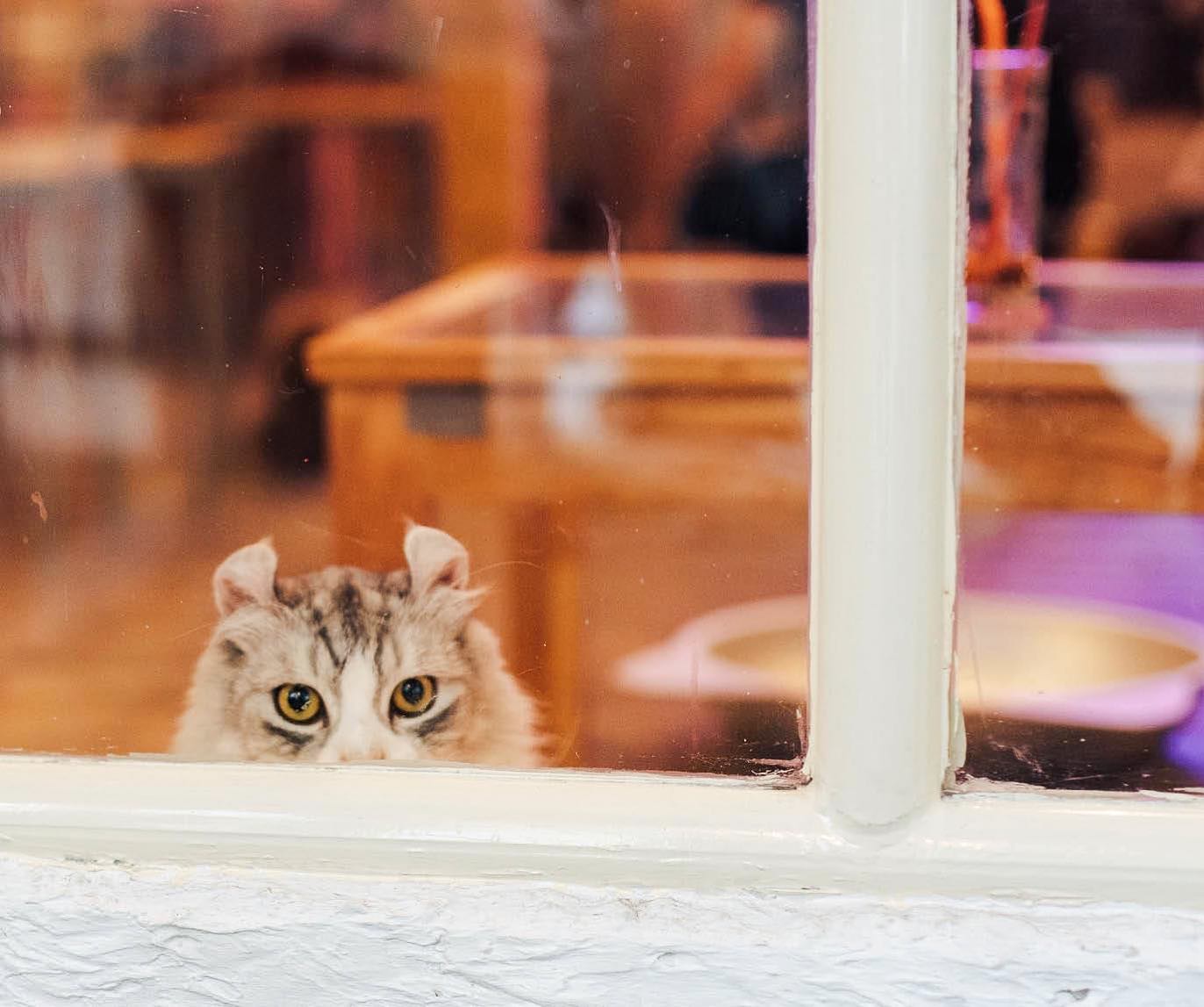 CATURDAY CAT CAFE